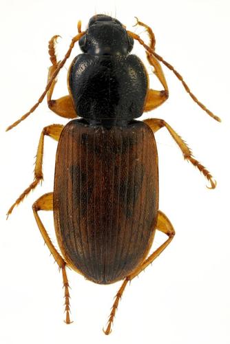Parophonus mendax